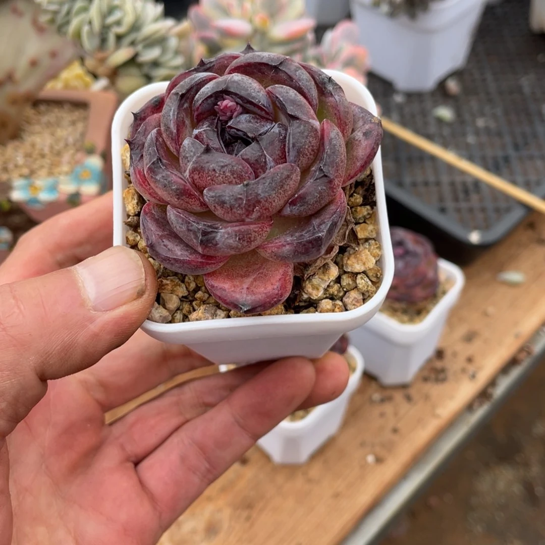 用****2淘多肉黑橙子一个