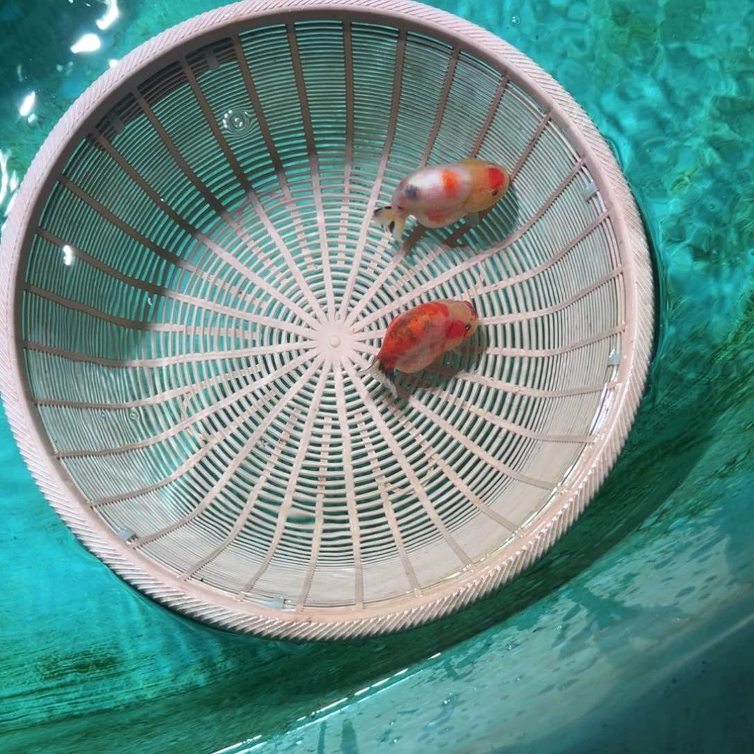 海水兰寿金鱼压成苗子