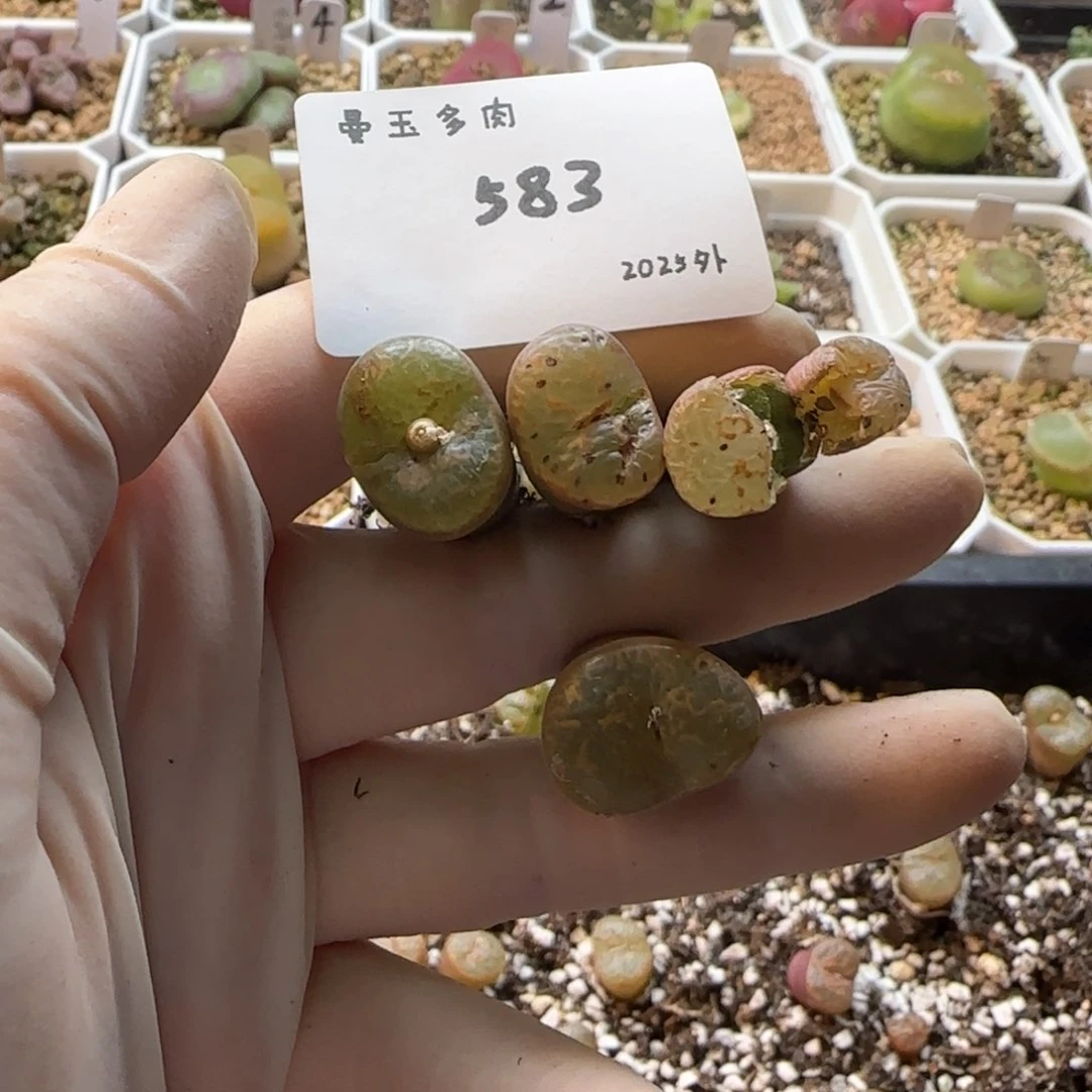 我***名多肉多肉多肉2025-583