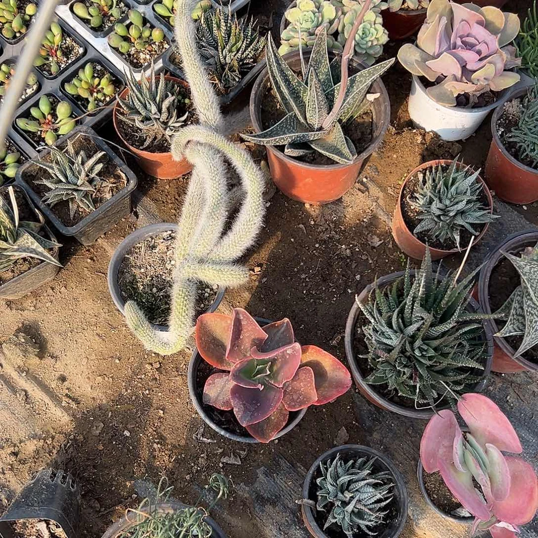 多肉植物九尾狐群