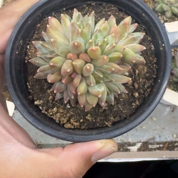 美人杂交 一物一拍