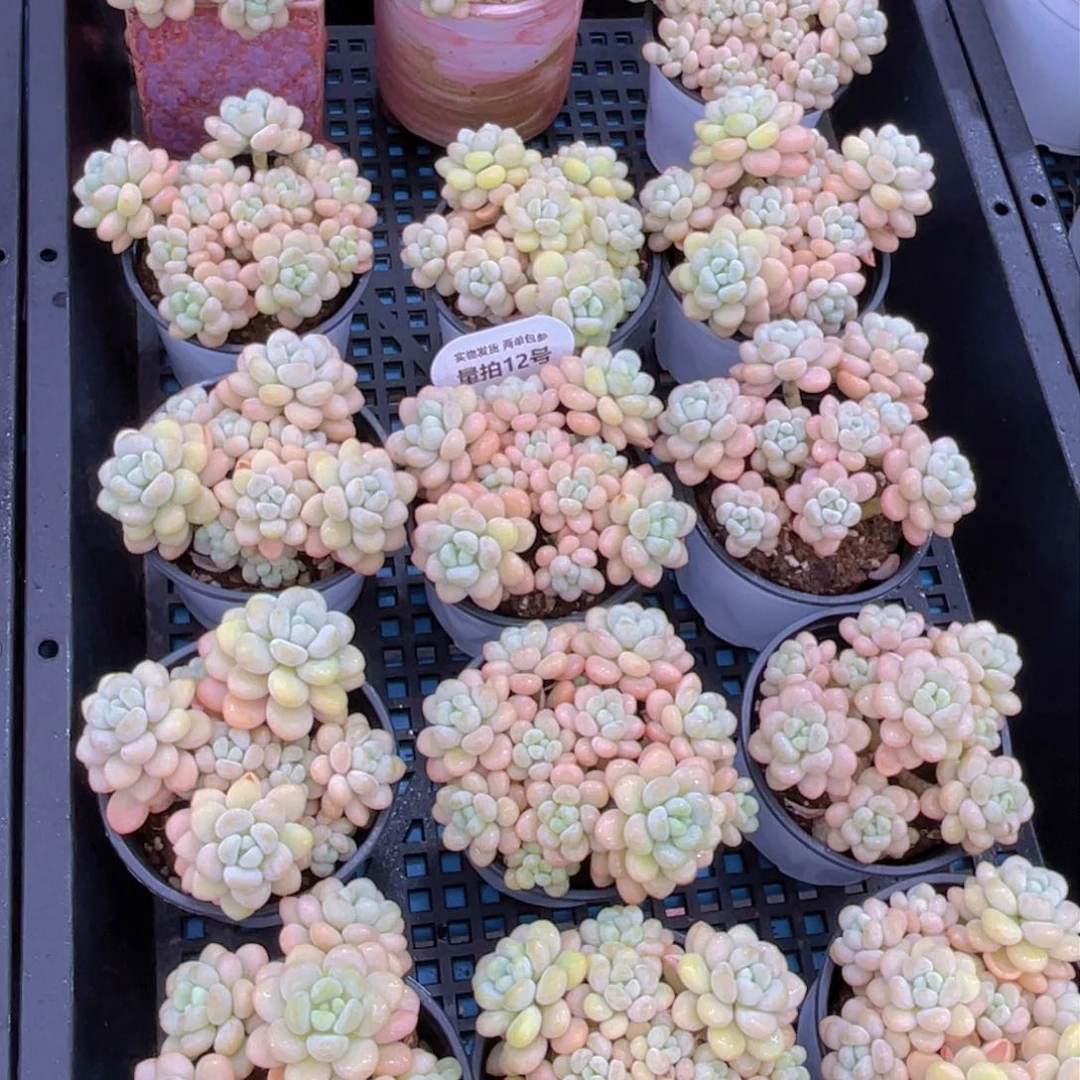 量拍12号洛可可老桩手捧大群生一个