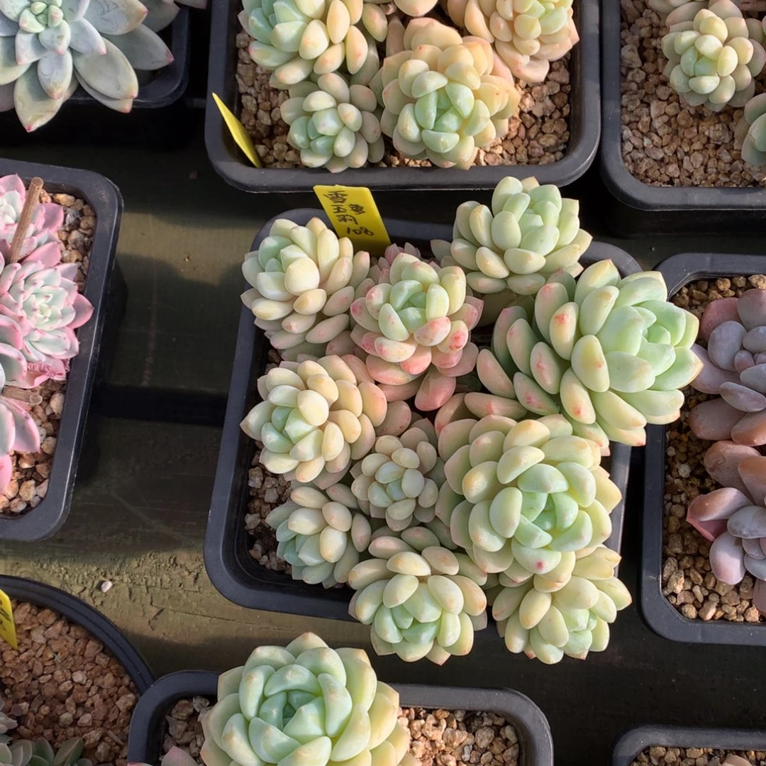 雪域萝莉 多头 一颗