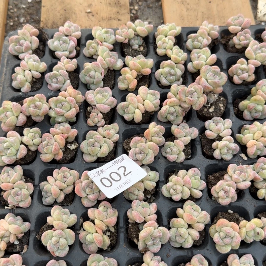 02号到手5颗，双头冰玉