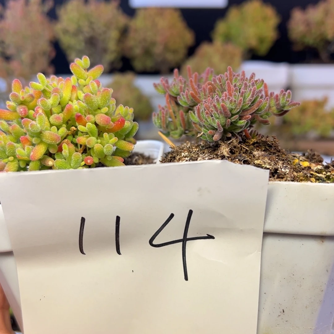 蜜橘月光石114➕小惊喜