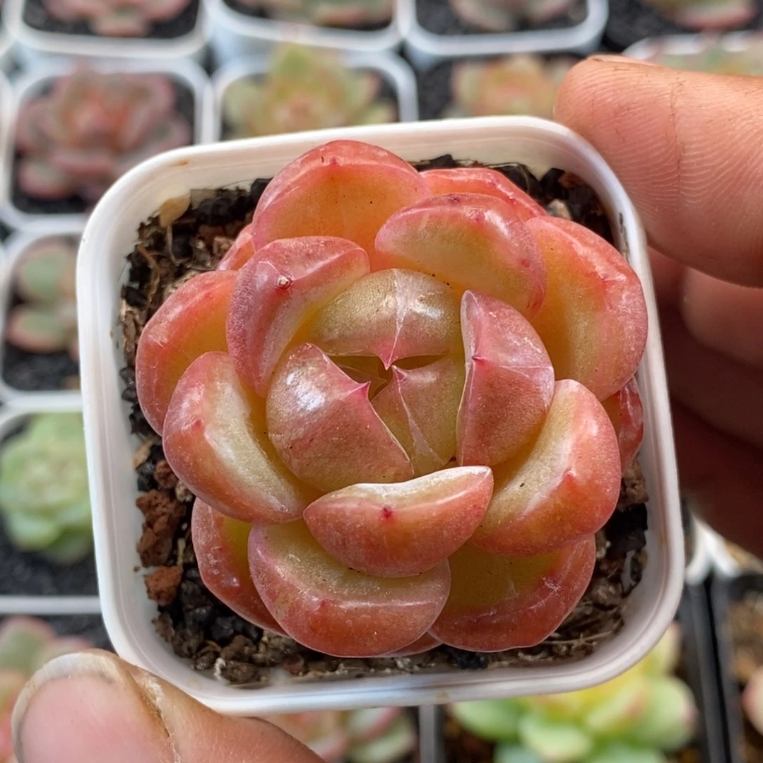 天官赐福百无禁忌