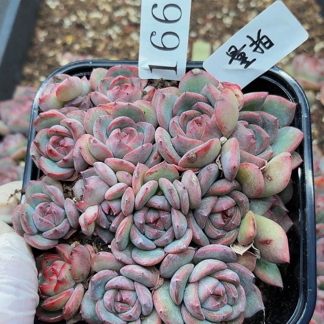 多肉植物多肉植物166量拍