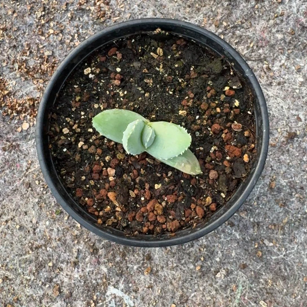 信***黑皮尔兰斯芦荟一物一拍多肉植物