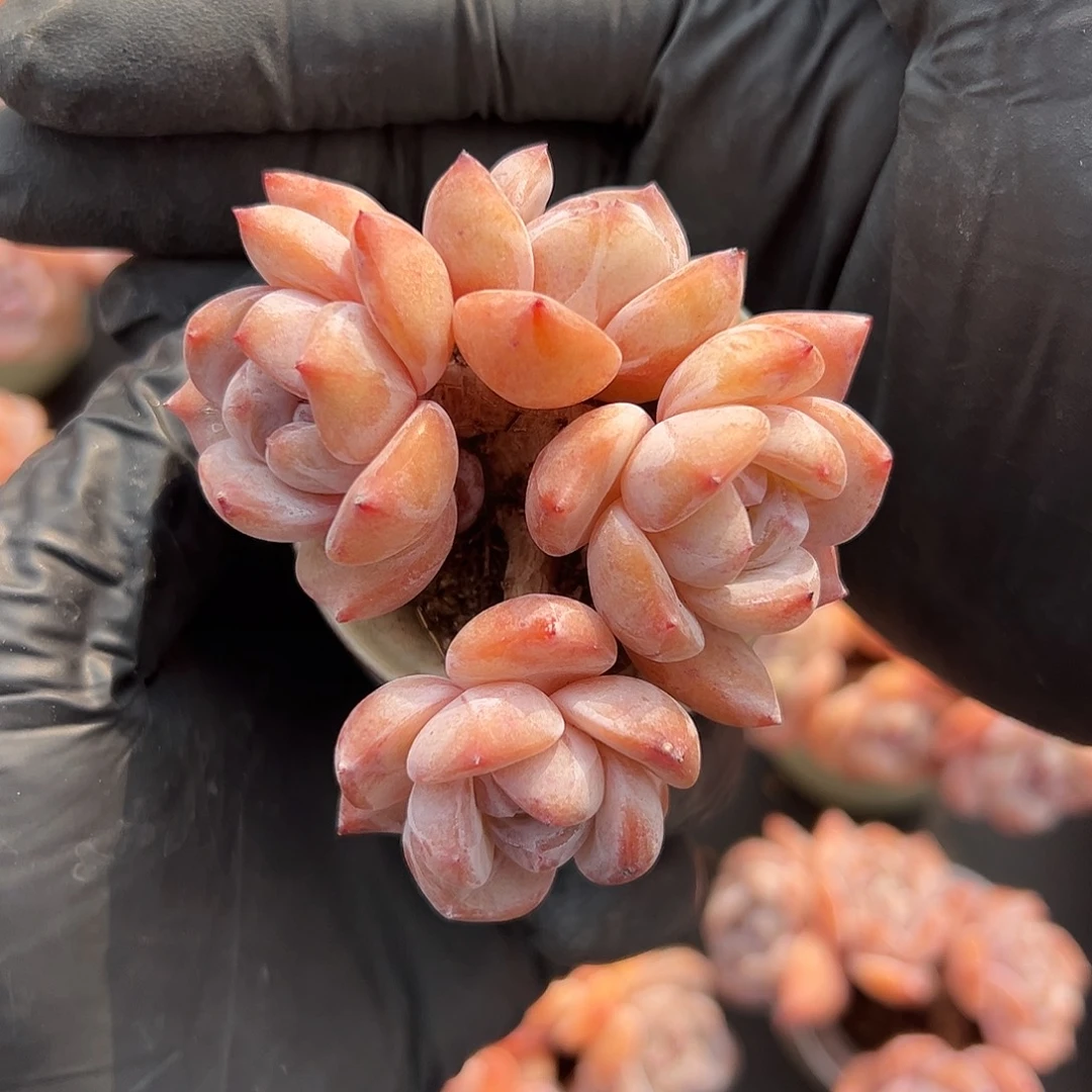 在***舟四头星影带盆发的1839