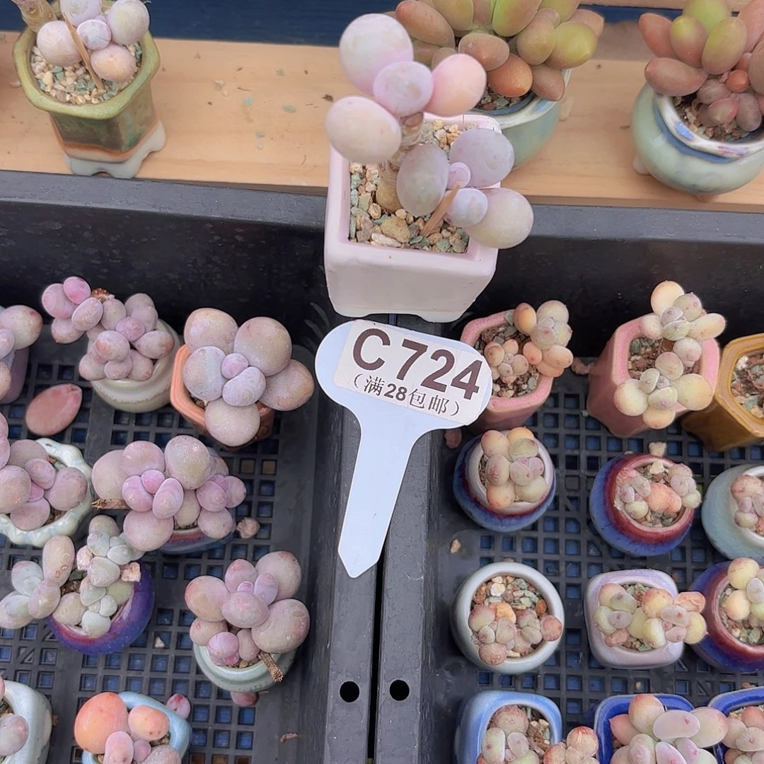 C724水光针奶酪一物语拍