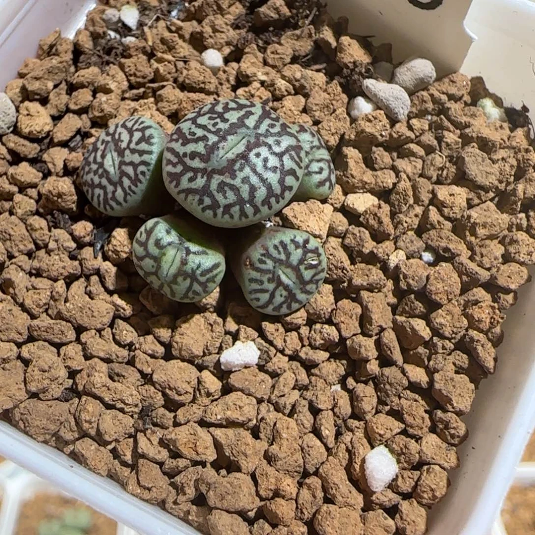 肉锥多肉植物组合-墨766