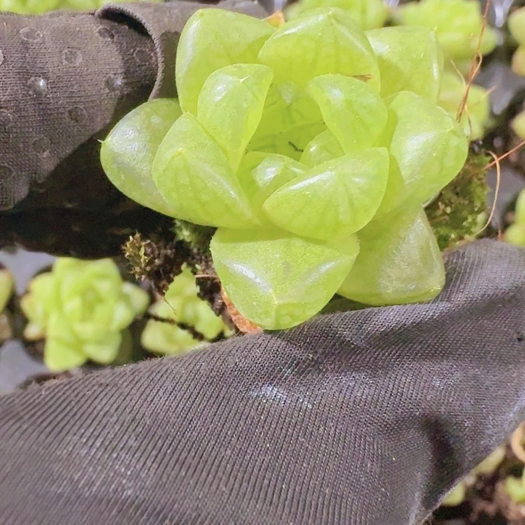 精品草玉露两颗一组