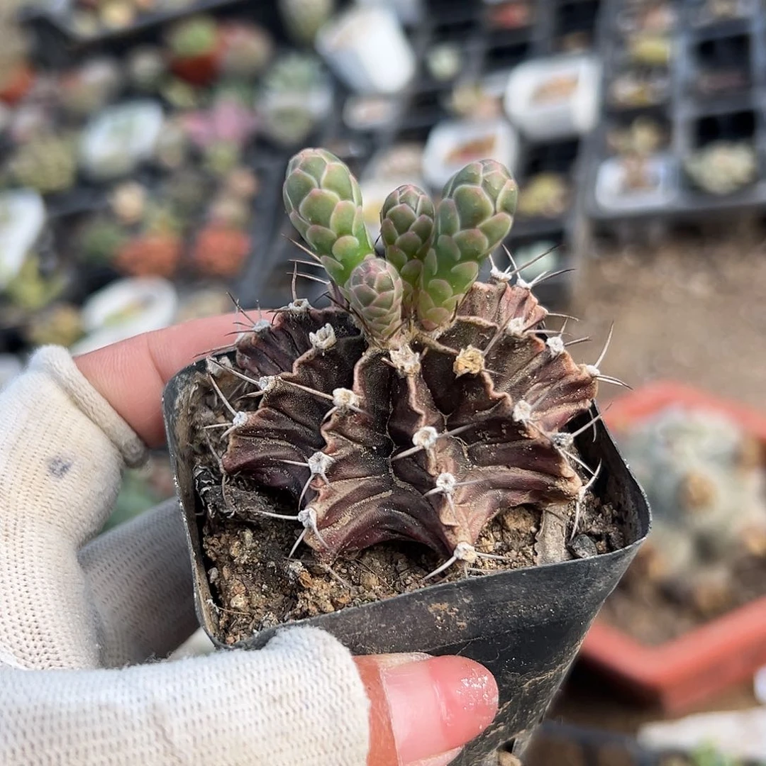 多肉植物肋骨牡丹