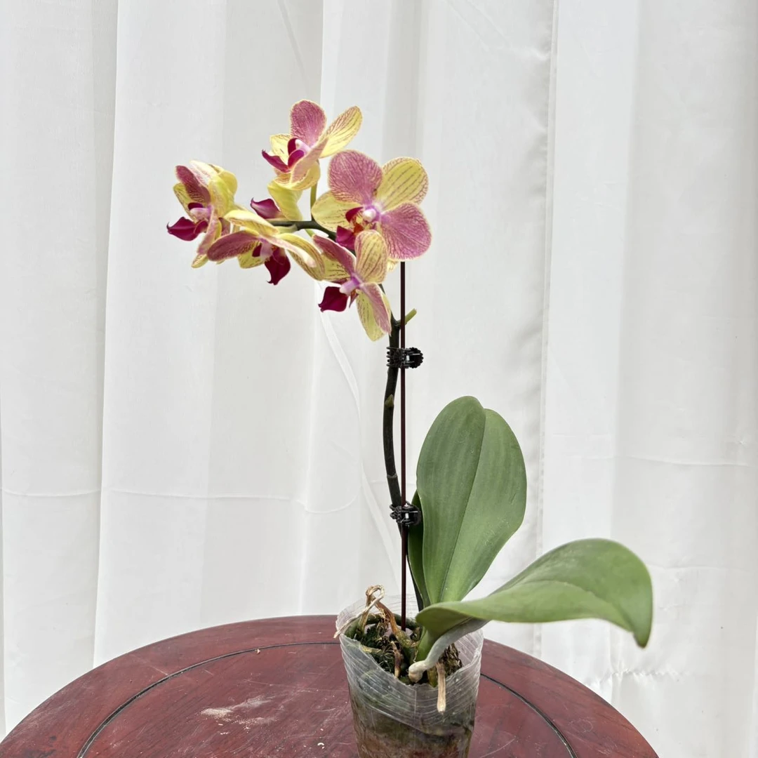 (三色鸟)开花株 福利款