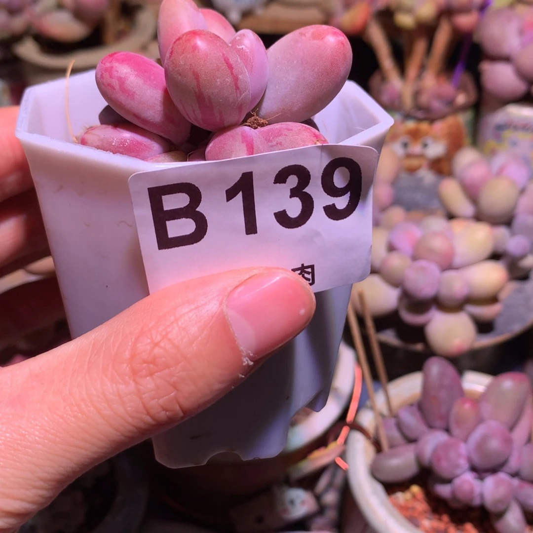 糖果红拉丝锦139