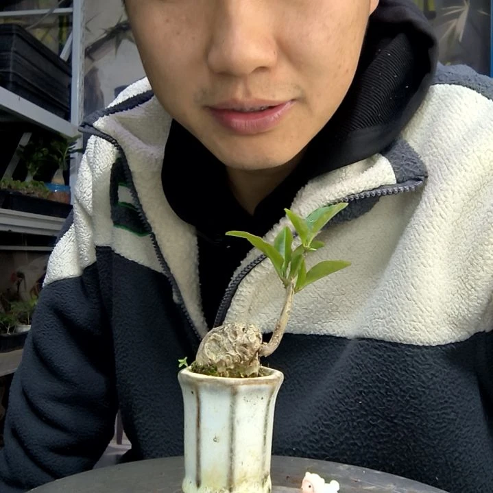 猪*侠中青园艺一物一拍54