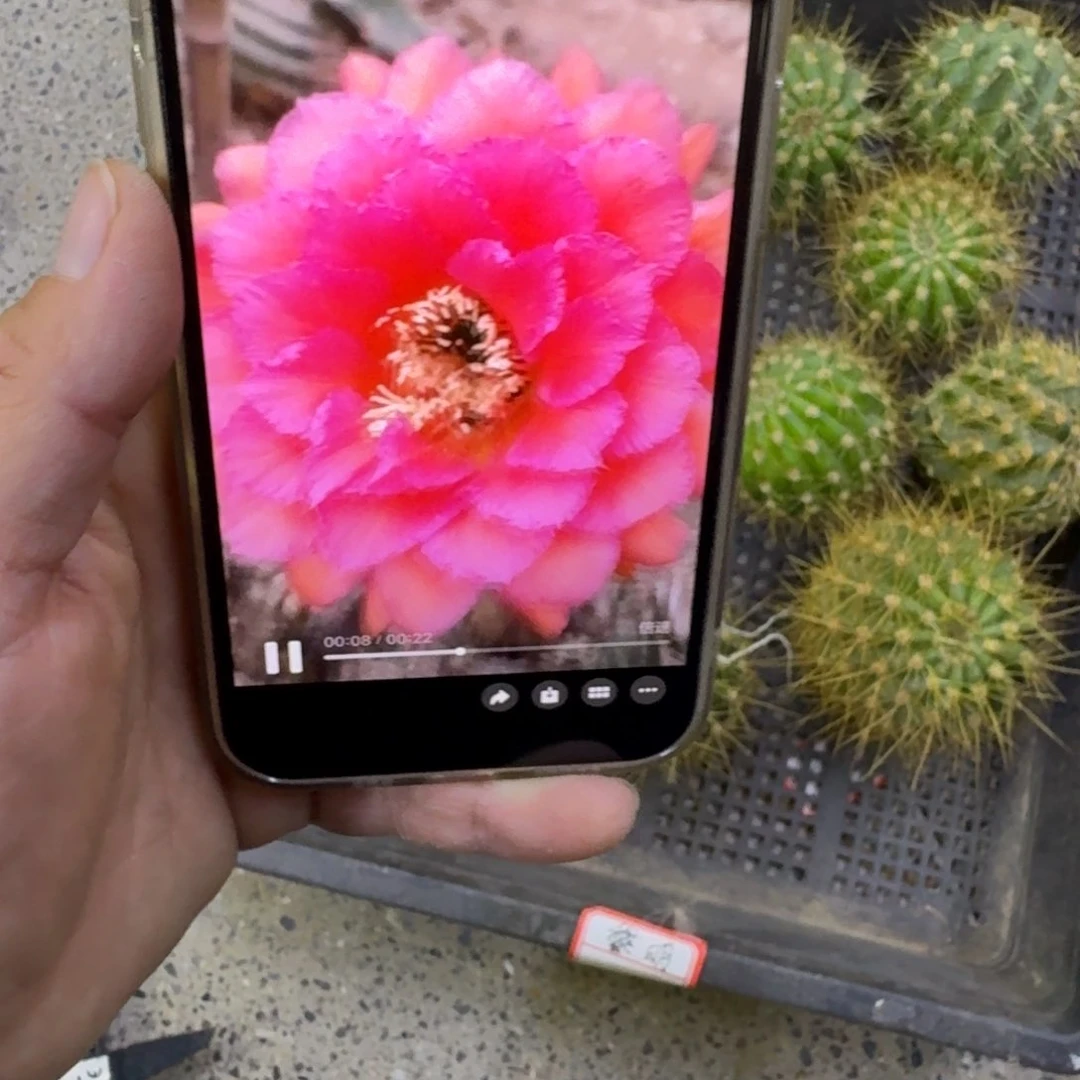 329毛黎明歪无根侧牙5公分左右，20包邮