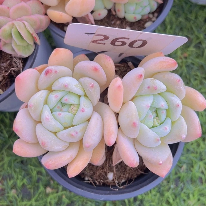 健健康康平平安安