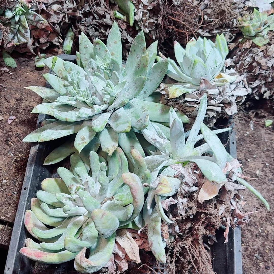 1462瑕疵四颗多肉