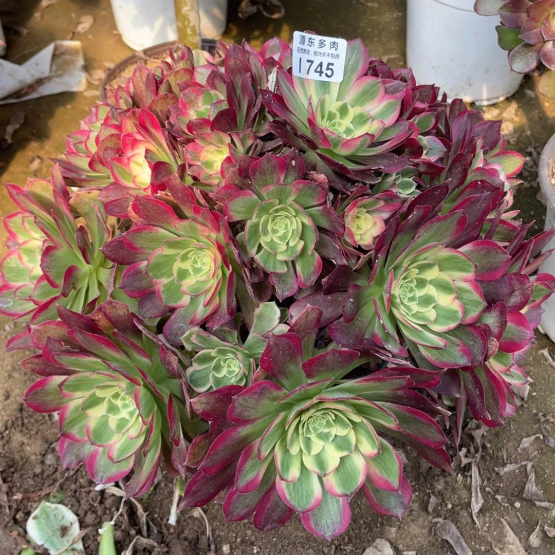 745火龙果多肉法师断枝不包