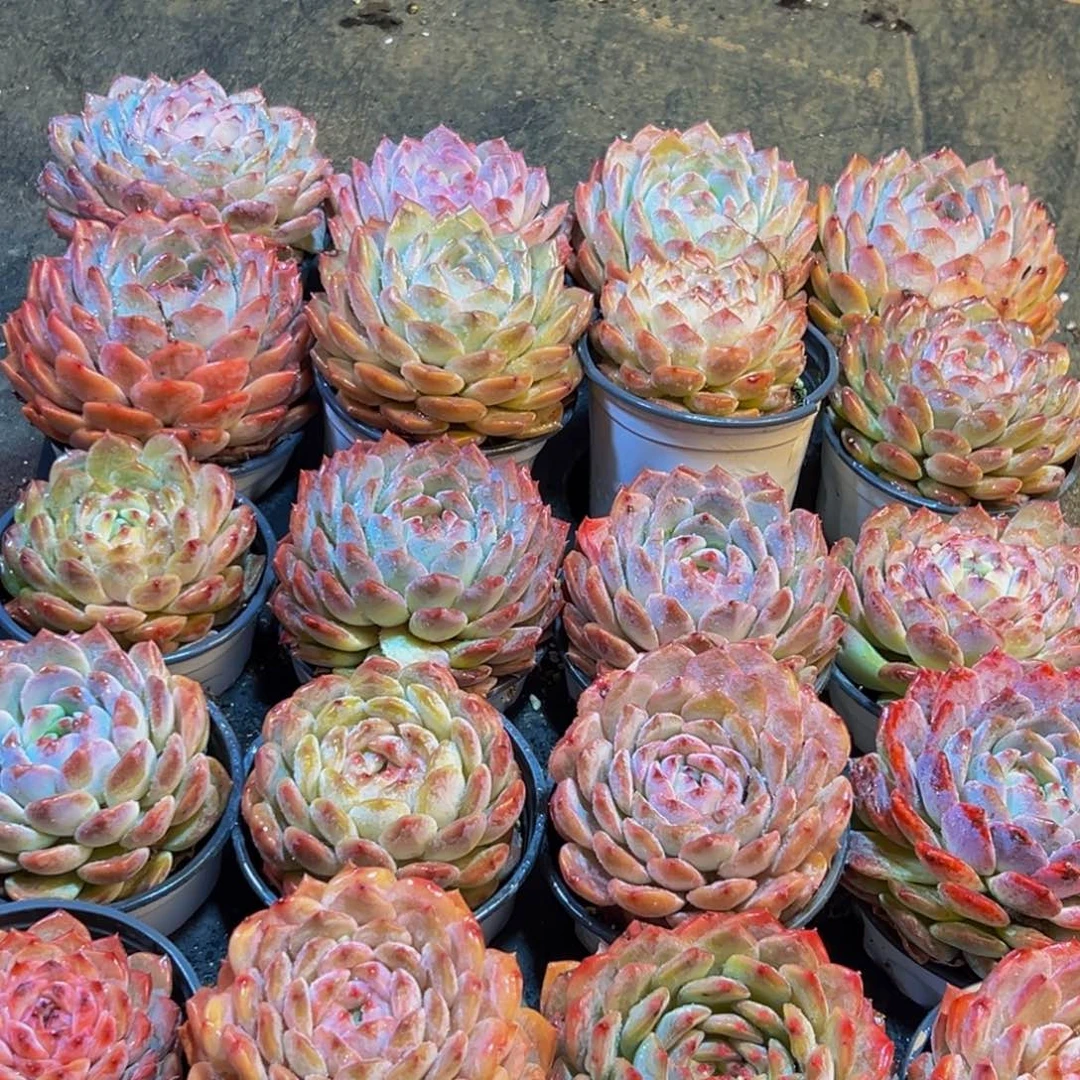 560多肉葡萄的味道是真的很好吃