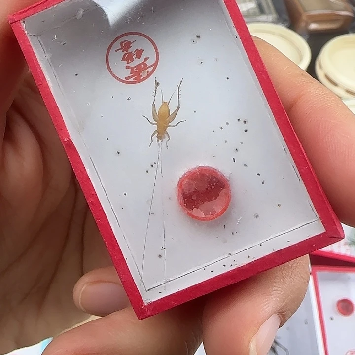 蟋蟀黄锡奇中黄蛉两条50