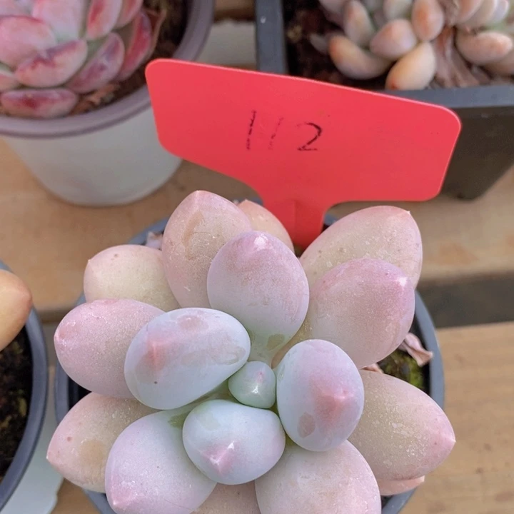 开心多肉，周末专场