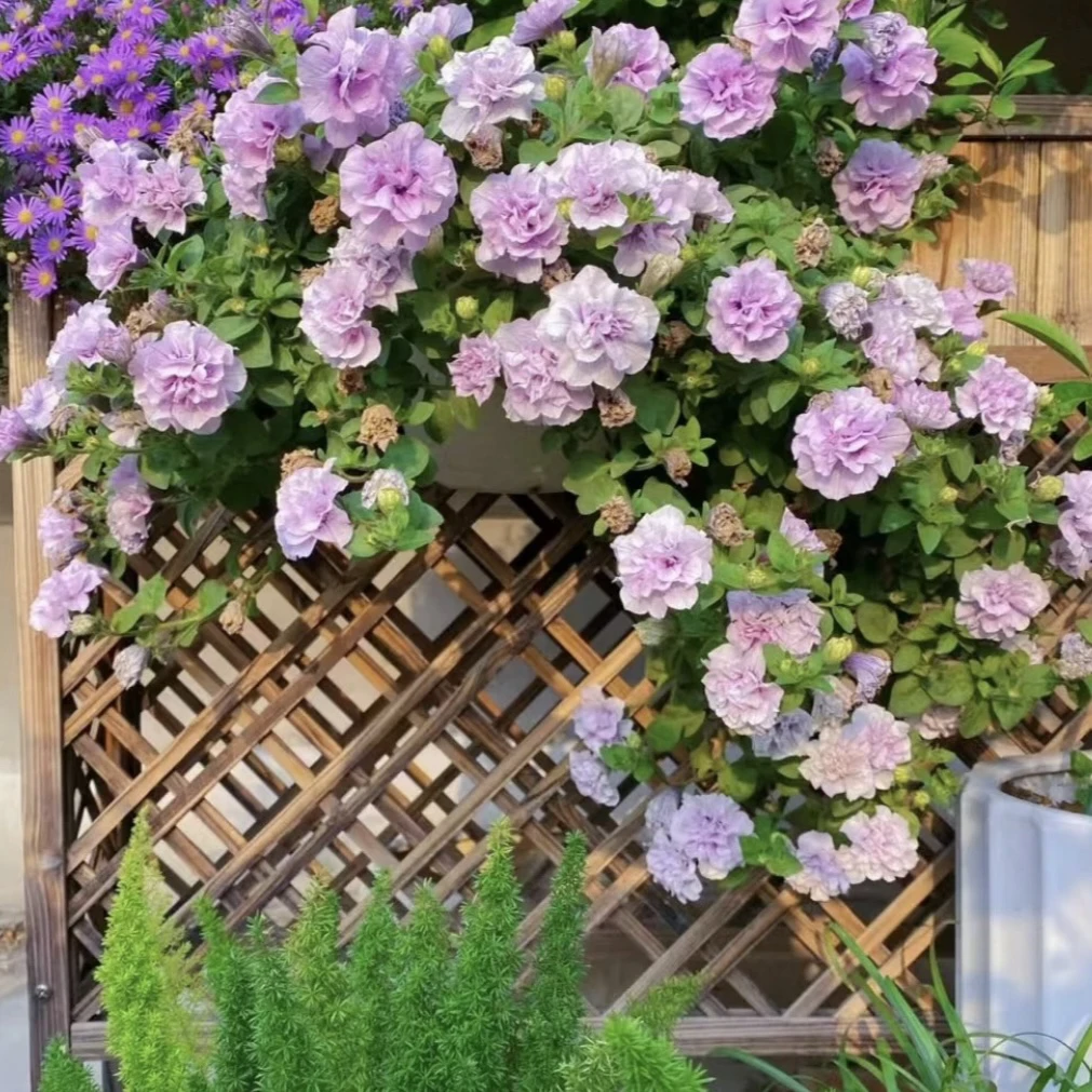 矮牵牛 带花带花苞