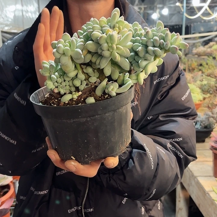 三日月美人缀化清货福利