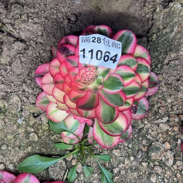 11064南倾城多肉植物