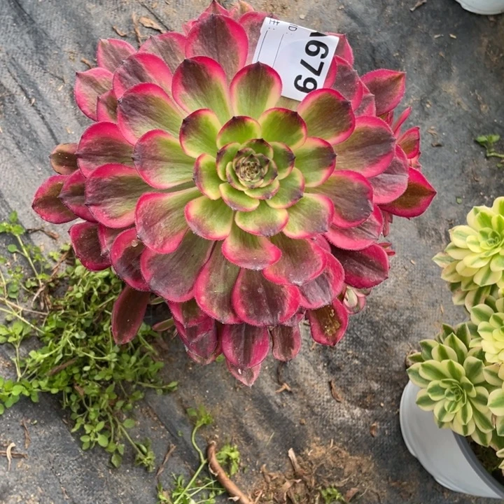 炖肉不知名法师679