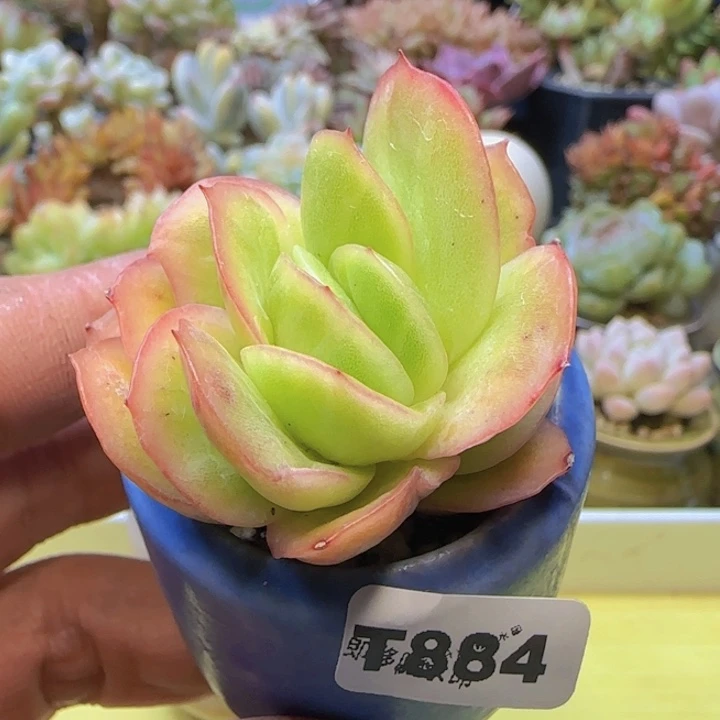 t884 一物一拍带盆发