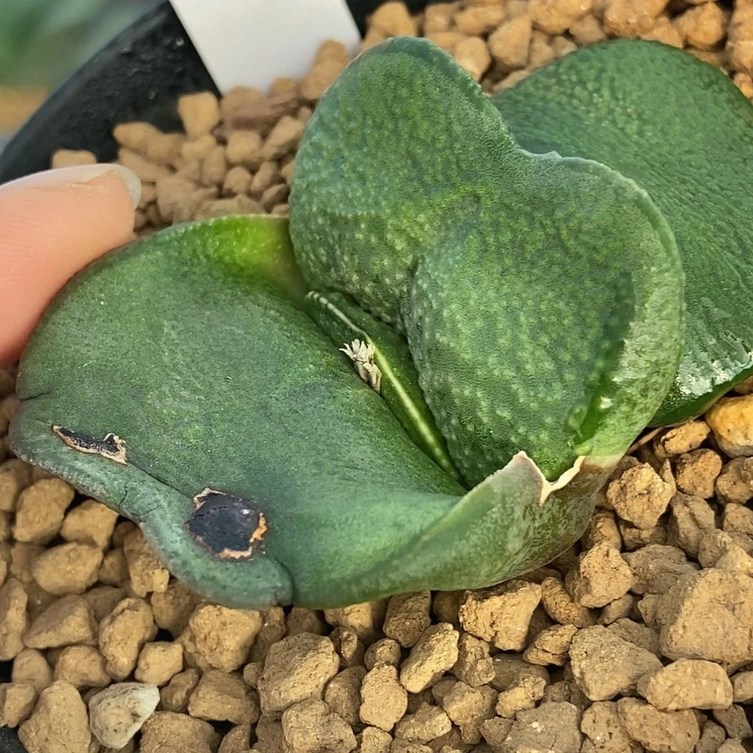 55卧牛实生选拔特军配蝴蝶叶面前宽4.3公分带盆发货