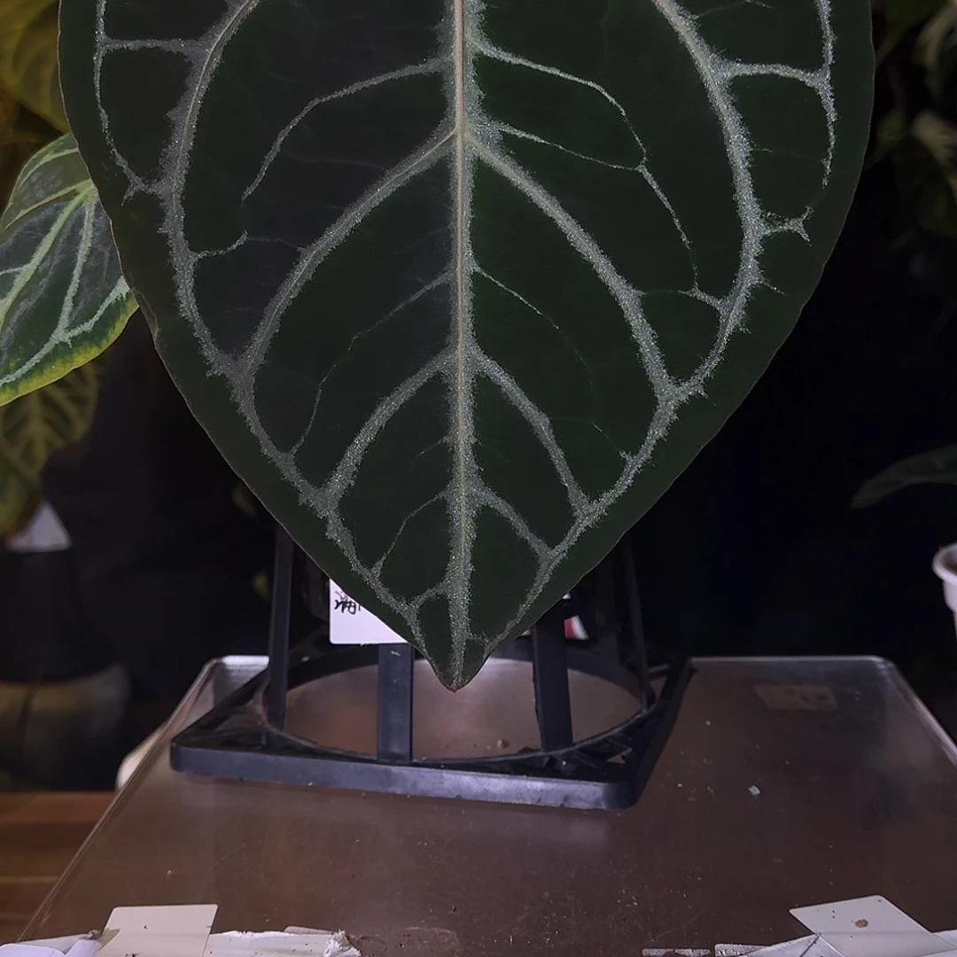 不开花植物C52粉柠檬杂撕裂纹