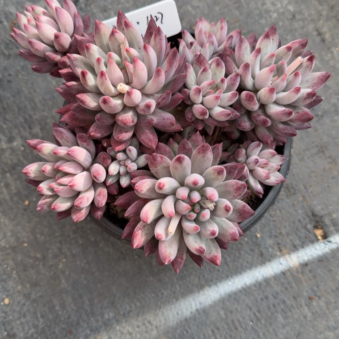 一物一拍车厘子优选41