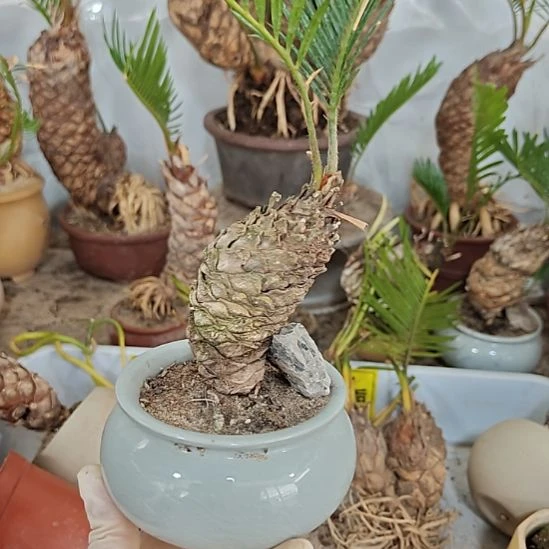 用***6无花朵白鳞铁盆景基地价