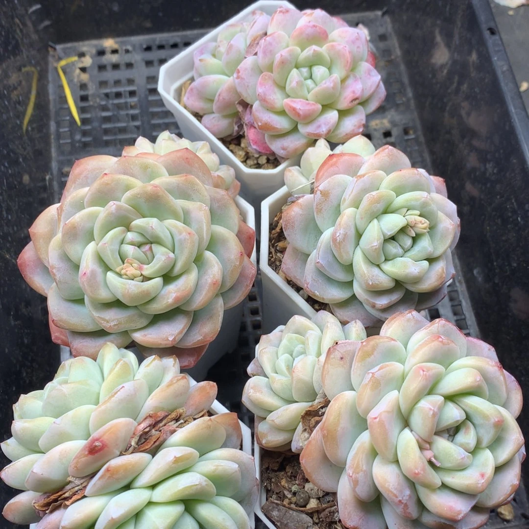 0221-125 双头精控老桩冰玉5颗