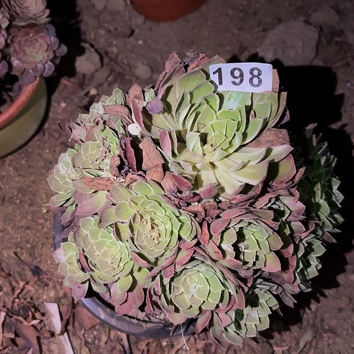 198玉芙蓉七彩多肉植物不售后