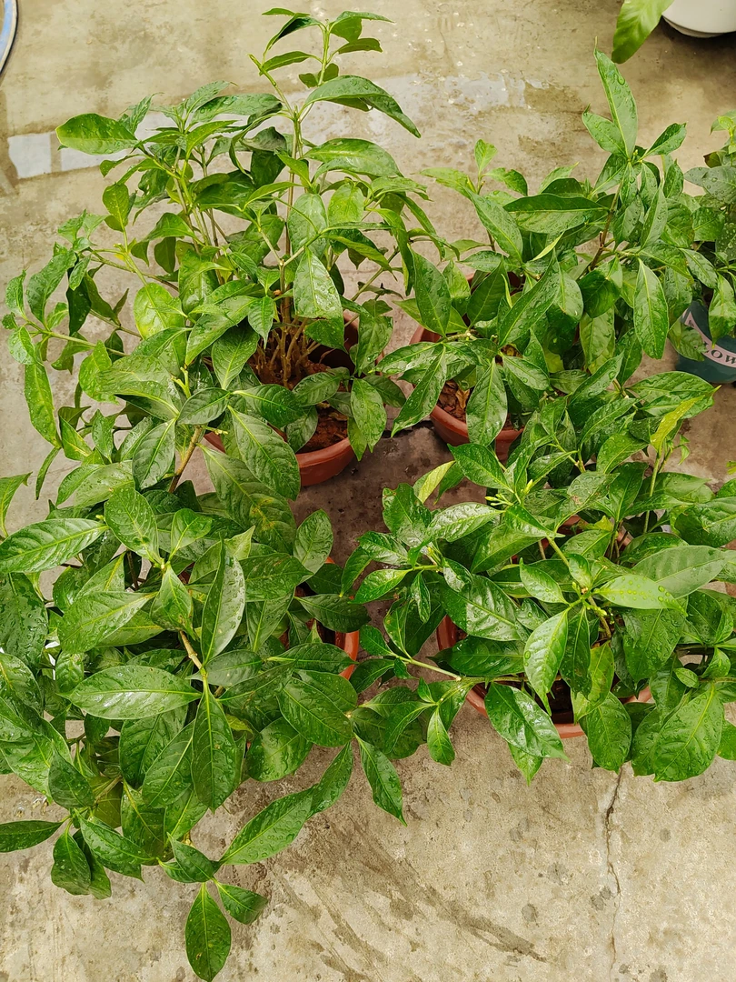 丁香花 开花花香四溢全疆包邮只发新疆
