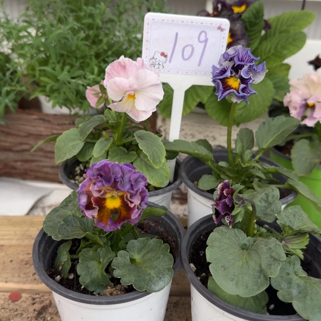 全部花朵1208 组合109号