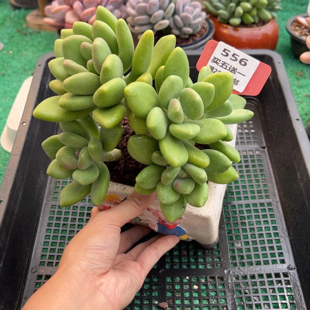 表妹精品多肉植物556.