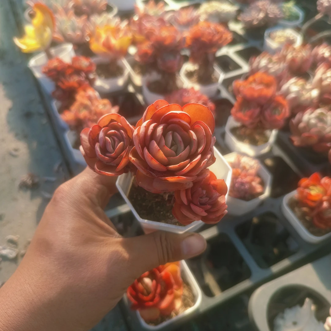 秀妍多肉  山东多肉