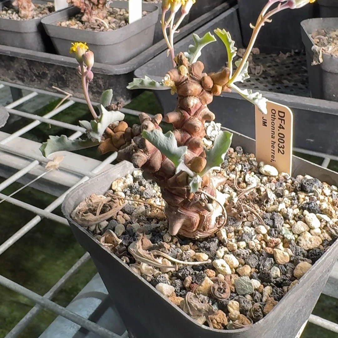 纯种蛮鬼塔一个带盆