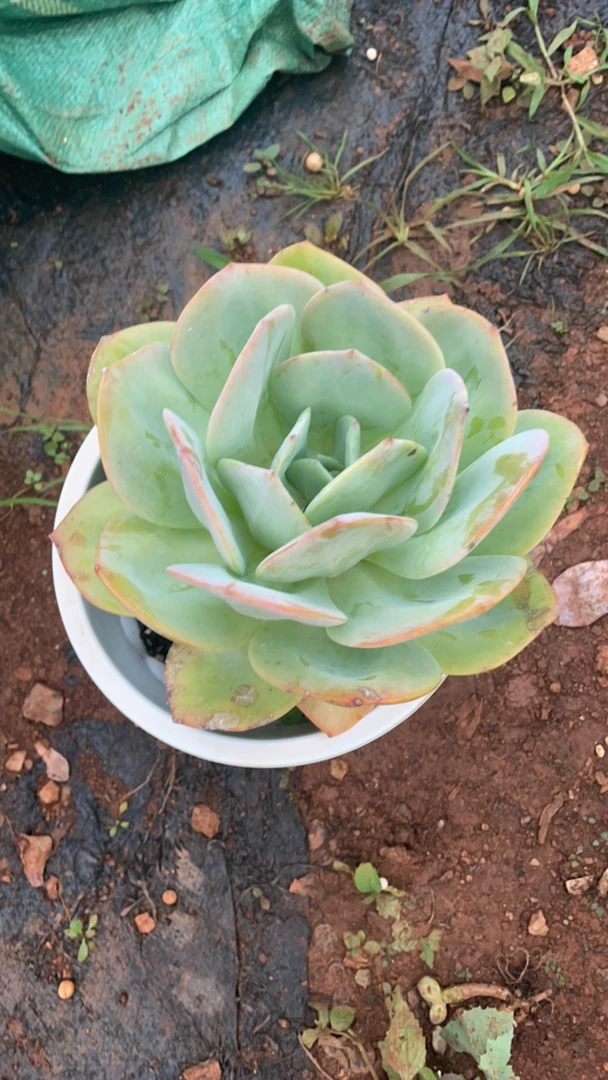 单头白凤波妞精品多肉植物