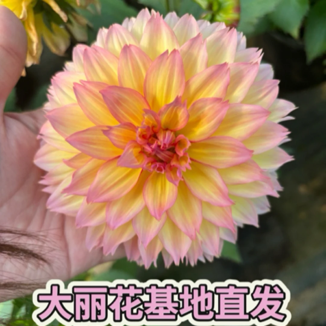 【一组一拍】大（小）丽花基地直发超级大花花期长养护简单