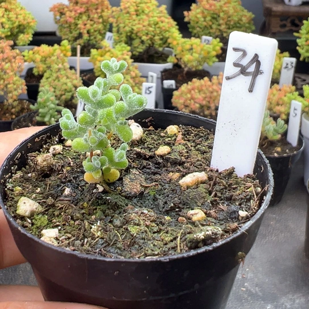 宝宝款超级莱斯34号