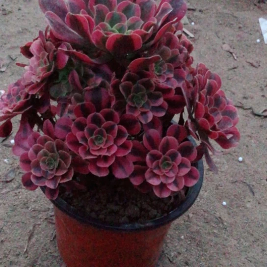 无花朵美杜莎法师多肉植物41号