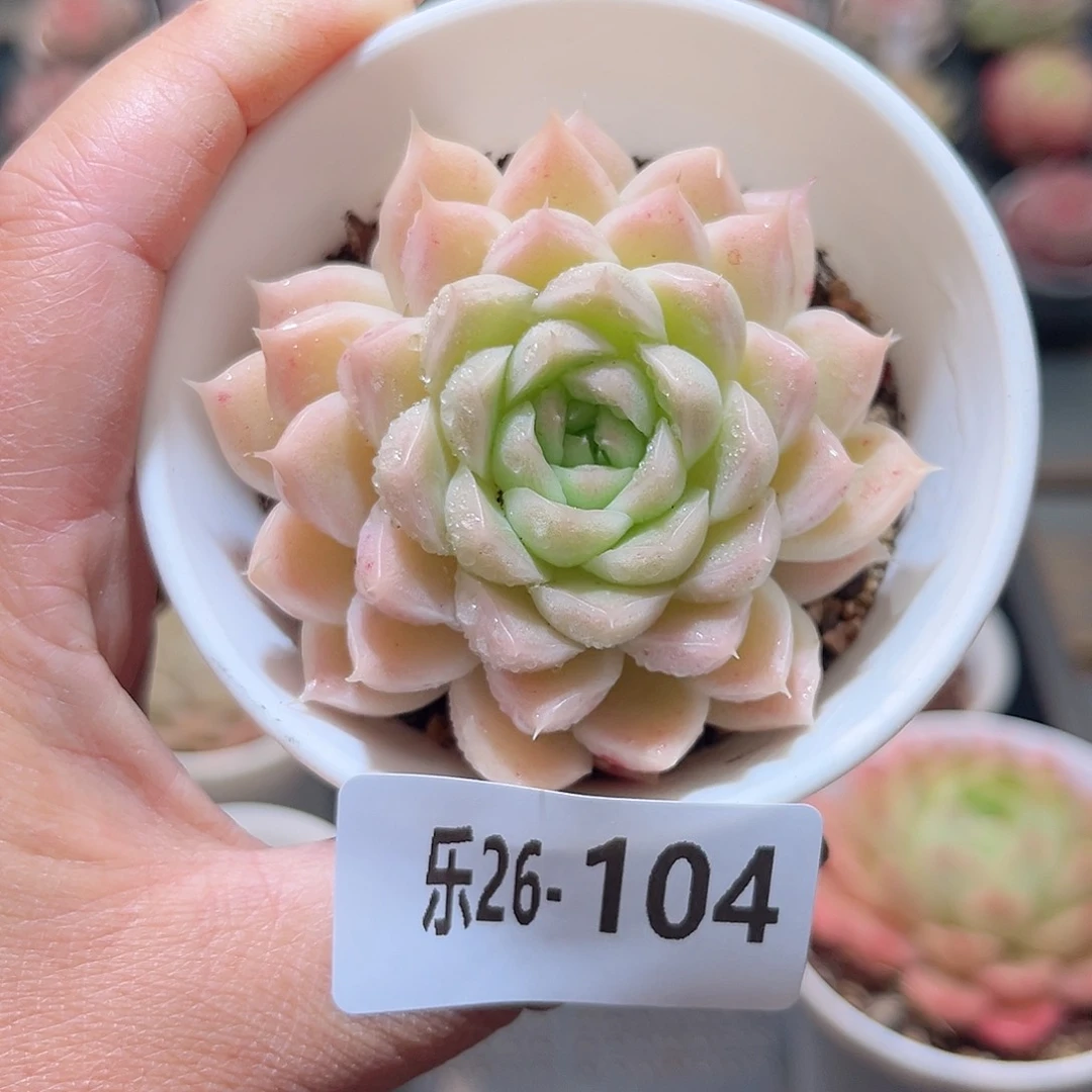 乐26-104 麦秆单头