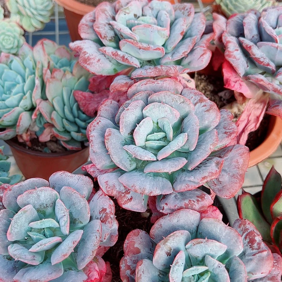 心之悦多头造型精品特价