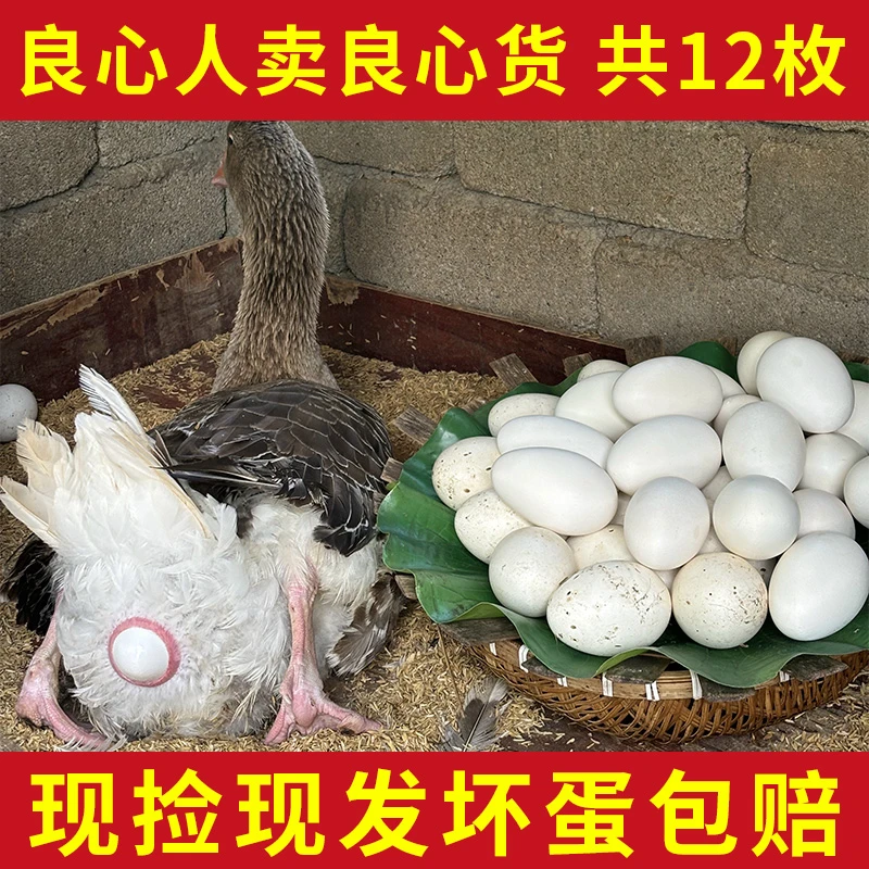 【苗族阿妹】现捡现发新鲜散养鹅蛋一箱12枚单枚重120g左右双黄居多
